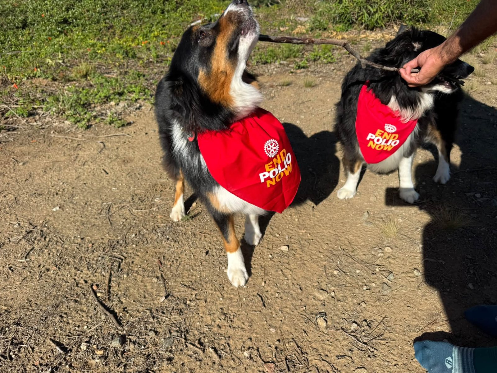Pinto and Taschka in End Polio Now bandanas on World Polio Day