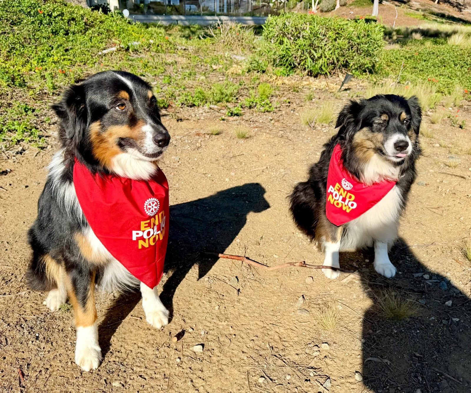Two dogs sitting in End Polio Now bandanas
